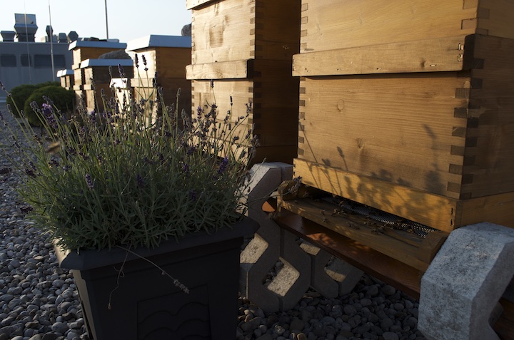Bienen_Isarblog_3