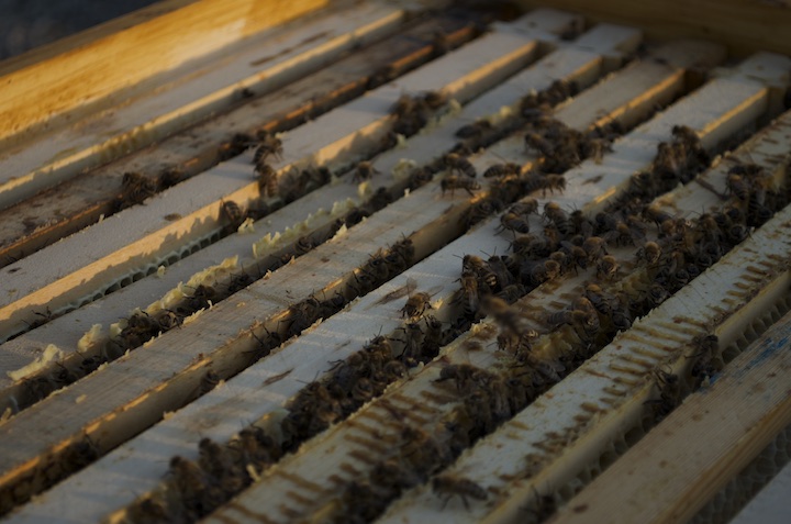 Bienen_Isarblog_6