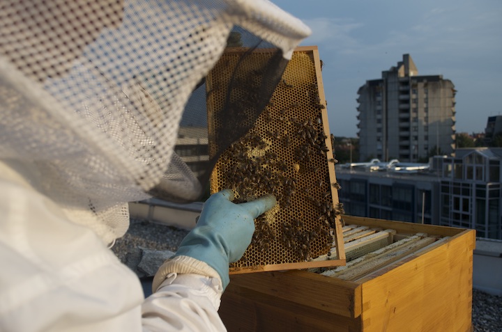 Bienen_Isarblog_8