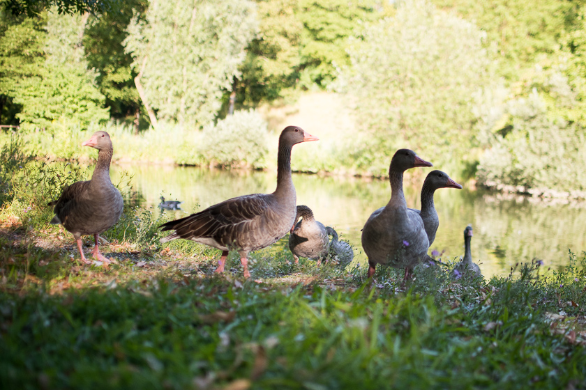 Cafe Gans am Wasser, Westpark München, ISARBLOG 2016